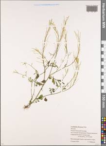 Cardamine flexuosa With., Eastern Europe, Moscow region (E4a) (Russia)