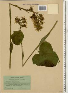 Ligularia subsagittata Pojark., Caucasus, Stavropol Krai, Karachay-Cherkessia & Kabardino-Balkaria (K1b) (Russia)