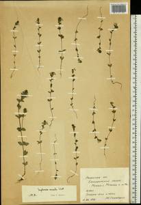 Euphrasia ×vernalis List, Eastern Europe, Central region (E4) (Russia)