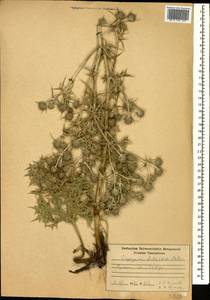 Eryngium billardierei F.Delaroche, Caucasus, Armenia (K5) (Armenia)