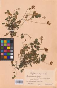 Trifolium repens L., Eastern Europe, Central forest-and-steppe region (E6) (Russia)