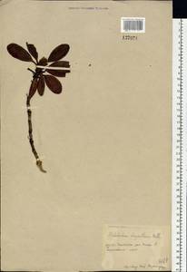 Rhododendron aureum Georgi, Siberia, Chukotka & Kamchatka (S7) (Russia)