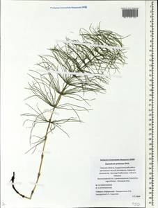 Equisetum pratense Ehrh., Eastern Europe, North-Western region (E2) (Russia)