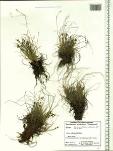 Carex williamsii Britton, Siberia, Central Siberia (S3) (Russia)