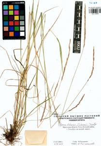 Elymus fibrosus (Schrenk) Tzvelev, Siberia, Baikal & Transbaikal region (S4) (Russia)