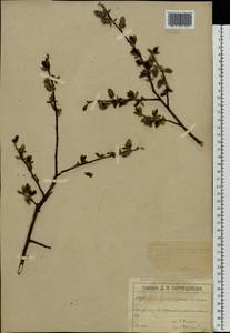 Salix starkeana × myrsinifolia, Eastern Europe, Moscow region (E4a) (Russia)