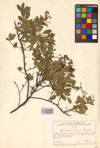 Spiraea media Schmidt, Eastern Europe, South Ukrainian region (E12) (Ukraine)