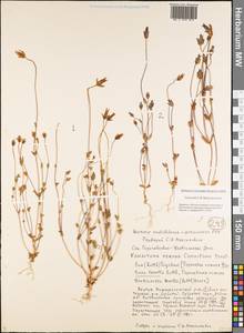 Comastoma tenellum (Rottb.) Toyok., Siberia, Yakutia (S5) (Russia)