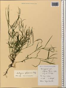 Lathyrus sphaericus Retz., Caucasus, Black Sea Shore (from Novorossiysk to Adler) (K3) (Russia)