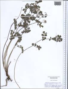 Coronilla coronata L., Caucasus, Black Sea Shore (from Novorossiysk to Adler) (K3) (Russia)