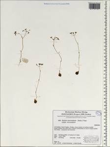 Bunium microcarpum (Boiss.) Freyn & Sint. ex Freyn, South Asia, South Asia (Asia outside ex-Soviet states and Mongolia) (ASIA) (Turkey)