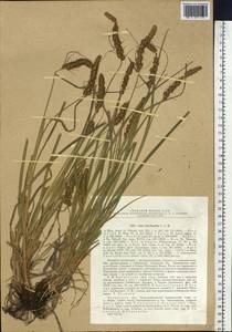 Carex leiorhyncha C.A.Mey., Siberia, Baikal & Transbaikal region (S4) (Russia)