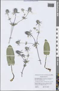 Eryngium planum L., Eastern Europe, Northern region (E1) (Russia)