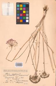 Allium angulosum L., Eastern Europe, Lower Volga region (E9) (Russia)