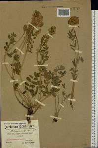 Hedysarum gmelinii Ledeb., Eastern Europe, Eastern region (E10) (Russia)