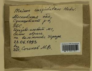 Plagiomnium cuspidatum (Hedw.) T.J. Kop., Bryophytes, Bryophytes - Moscow City & Moscow Oblast (B6a) (Russia)