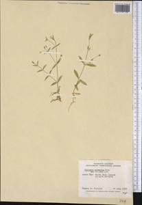 Stellaria calycantha, America (AMER) (Canada)