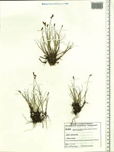 Carex marina Dewey, Siberia, Central Siberia (S3) (Russia)