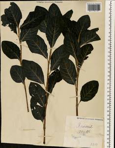 Polygonum, South Asia, South Asia (Asia outside ex-Soviet states and Mongolia) (ASIA) (Japan)