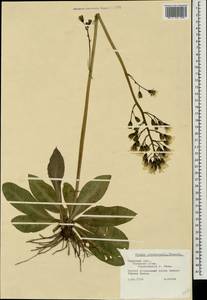 Crepis praemorsa (L.) Tausch, Eastern Europe, North-Western region (E2) (Russia)