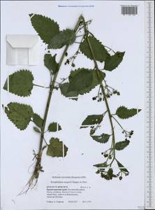 Scrophularia scopolii Hoppe, Caucasus, Black Sea Shore (from Novorossiysk to Adler) (K3) (Russia)