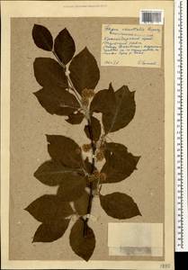 Fagus orientalis Lipsky, Caucasus, Krasnodar Krai & Adygea (K1a) (Russia)