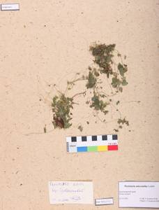 Parietaria micrantha Ledeb., Siberia, Altai & Sayany Mountains (S2) (Russia)