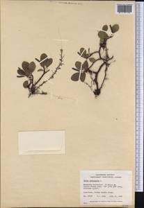 Salix reticulata L., America (AMER) (Canada)