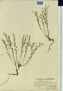 Polygala sibirica L., Siberia, Baikal & Transbaikal region (S4) (Russia)