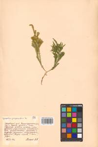 Dendrolycopodium obscurum (L.) A. Haines, Siberia, Russian Far East (S6) (Russia)