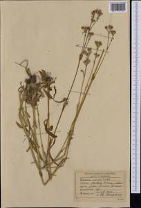Viscaria vulgaris Röhl., Western Europe (EUR) (Romania)