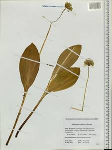 Allium microdictyon Prokh., Siberia, Baikal & Transbaikal region (S4) (Russia)