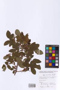 Rosa acicularis Lindl., Eastern Europe, Eastern region (E10) (Russia)