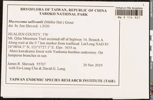 Macrocoma tenuis subsp. sullivantii (Müll. Hal.) Vitt, Bryophytes, Bryophytes - Asia (outside ex-Soviet states) (BAs) (Taiwan)