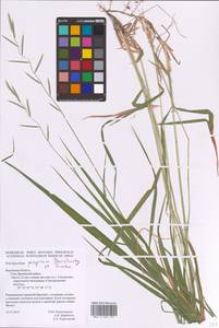 Brachypodium peregrinum Stanisl. & Tzvelev, Eastern Europe, Central region (E4) (Russia)