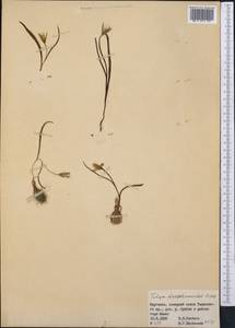 Tulipa dasystemon (Regel) Regel, Middle Asia, Western Tian Shan & Karatau (M3) (Kyrgyzstan)