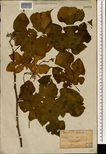 Broussonetia papyrifera (L.) Vent., South Asia, South Asia (Asia outside ex-Soviet states and Mongolia) (ASIA) (Japan)