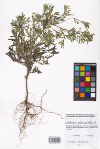 Ambrosia artemisiifolia L., Eastern Europe, Moscow region (E4a) (Russia)