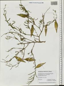 Cynanchum thesioides (Freyn) K. Schum., Siberia, Baikal & Transbaikal region (S4) (Russia)