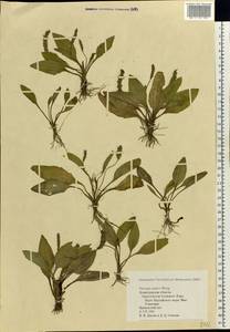 Plantago uliginosa subsp. winteri (Wirtg.) Chrtek, Eastern Europe, North-Western region (E2) (Russia)