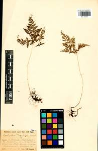 Cystopteris montana (Lam.) Desv., Siberia, Baikal & Transbaikal region (S4) (Russia)