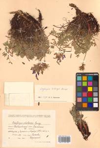 Oxytropis tilingii Bunge, Siberia, Russian Far East (S6) (Russia)