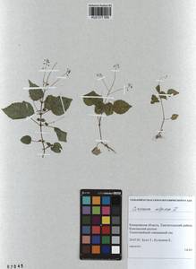 Circaea alpina L., Siberia, Altai & Sayany Mountains (S2) (Russia)