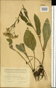 Senecio macrophyllus M. Bieb., Eastern Europe, Eastern region (E10) (Russia)