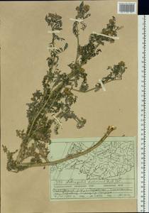 Astragalus davuricus (Pall.) DC., Siberia, Russian Far East (S6) (Russia)