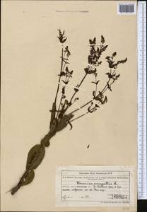 Veronica anagallis-aquatica L., Middle Asia, Northern & Central Tian Shan (M4) (Kazakhstan)