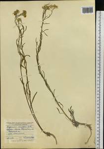 Erysimum diffusum Ehrh., Eastern Europe, Central forest-and-steppe region (E6) (Russia)