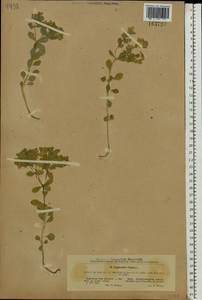 Euphorbia peplus L., Eastern Europe, South Ukrainian region (E12) (Ukraine)