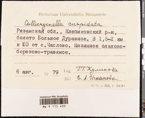 Calliergonella cuspidata (Hedw.) Loeske, Bryophytes, Bryophytes - Middle Russia (B6) (Russia)