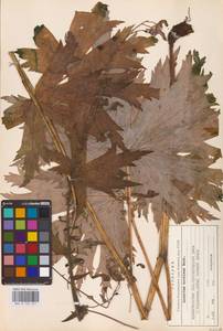 Aconitum septentrionale Koelle, Eastern Europe, Northern region (E1) (Russia)